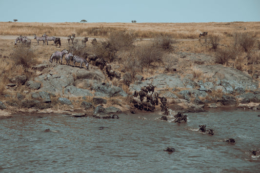 Wildebeest Migration