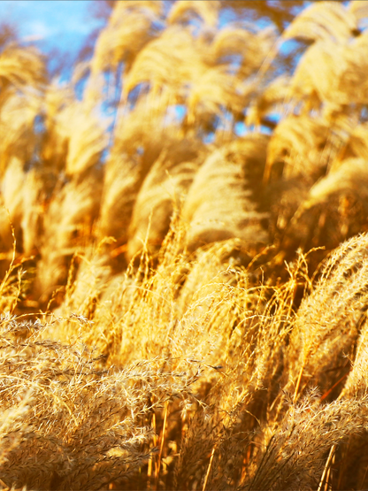 Cortaderia Selloana