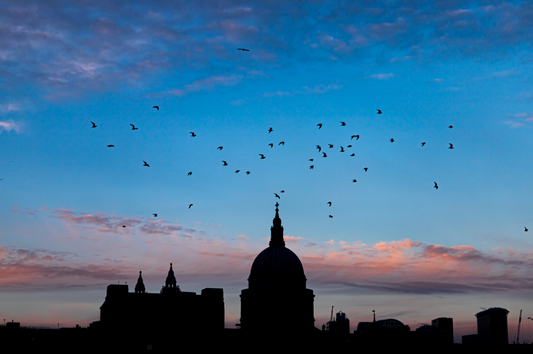 Evening Chorus